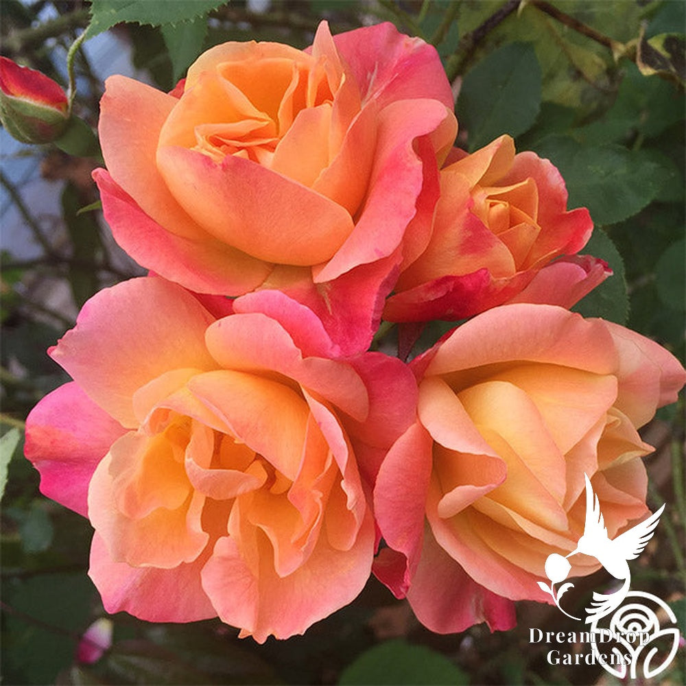 Rose - Joseph's Coat — DreamDrop Gardens photo 2