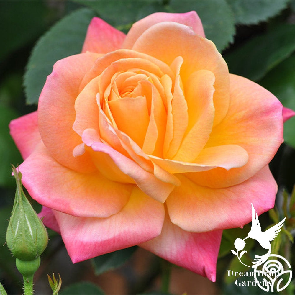 Rose - Joseph's Coat — DreamDrop Gardens photo 3
