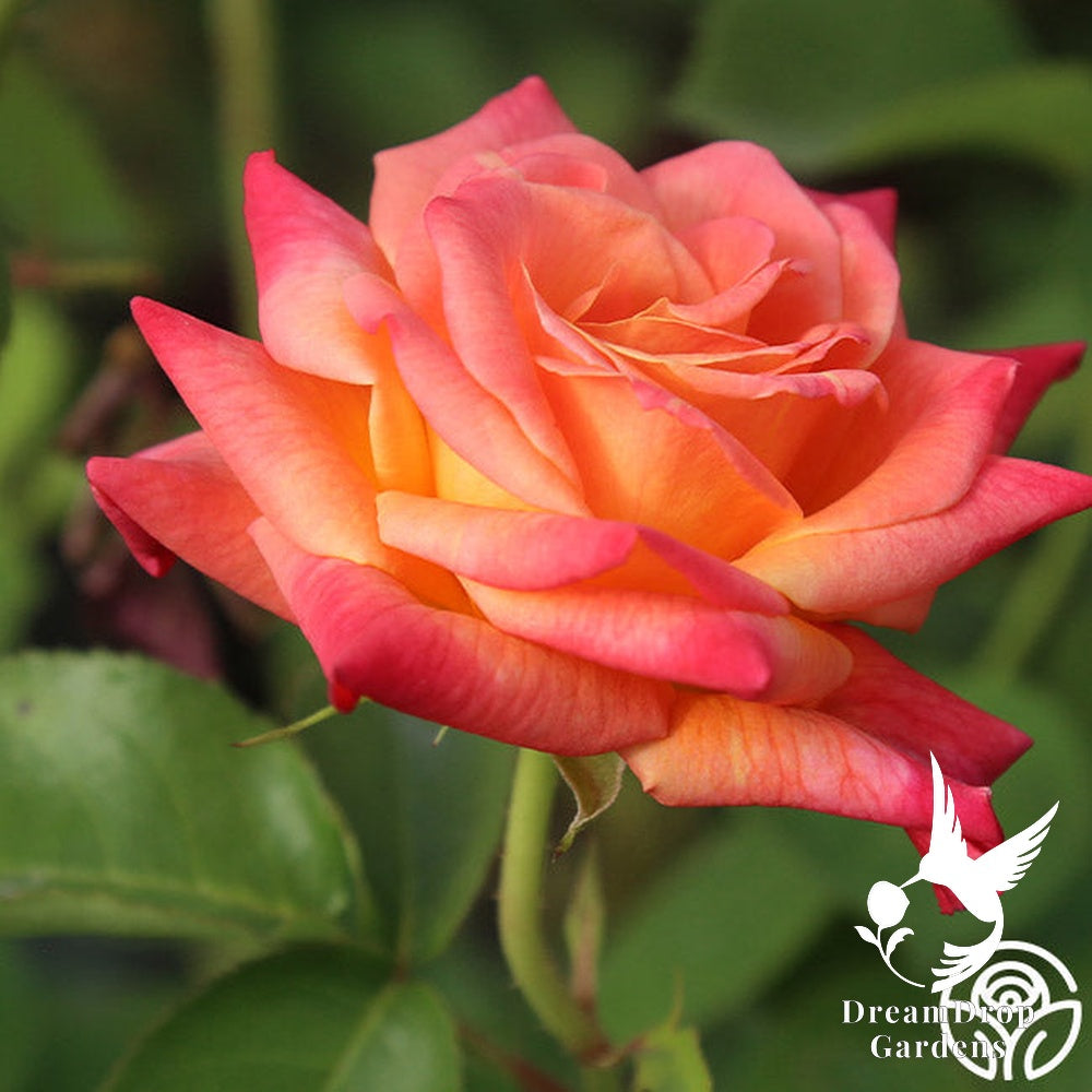 Rose - Joseph's Coat — DreamDrop Gardens photo 4