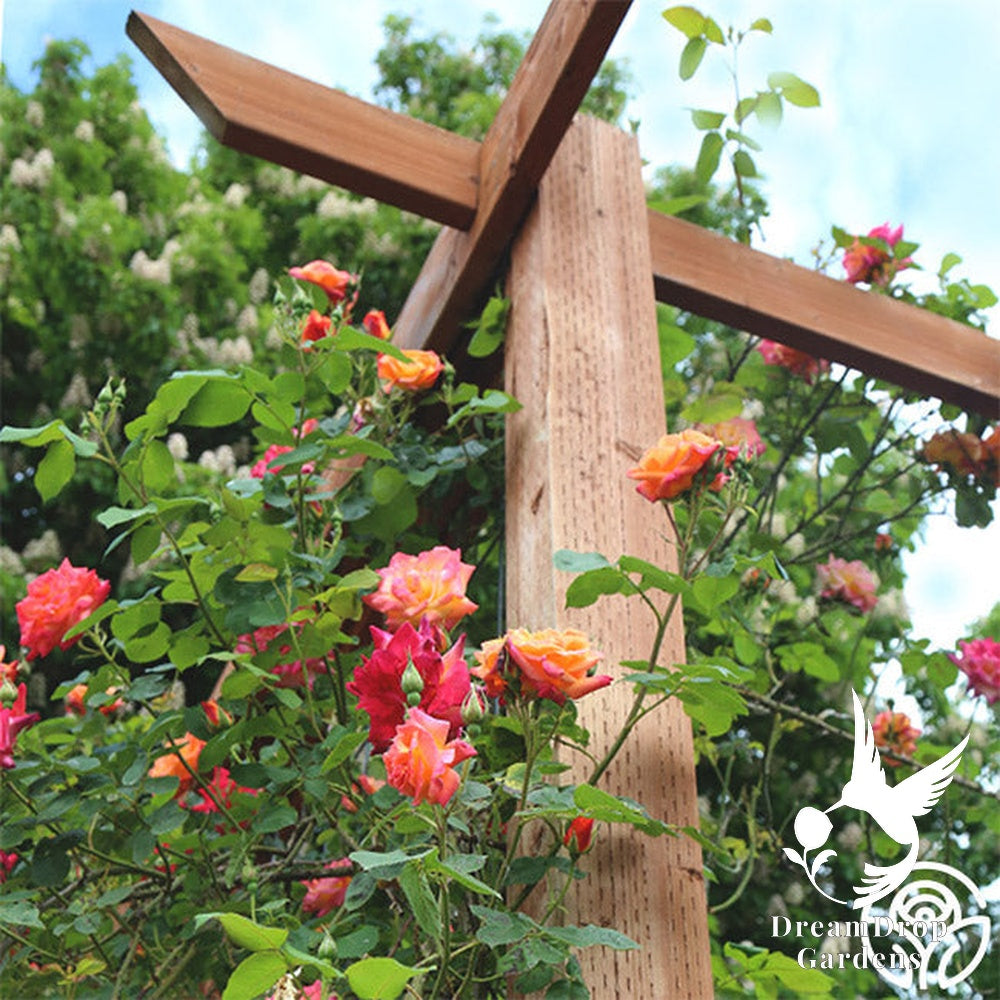 Rose - Joseph's Coat — DreamDrop Gardens photo 5