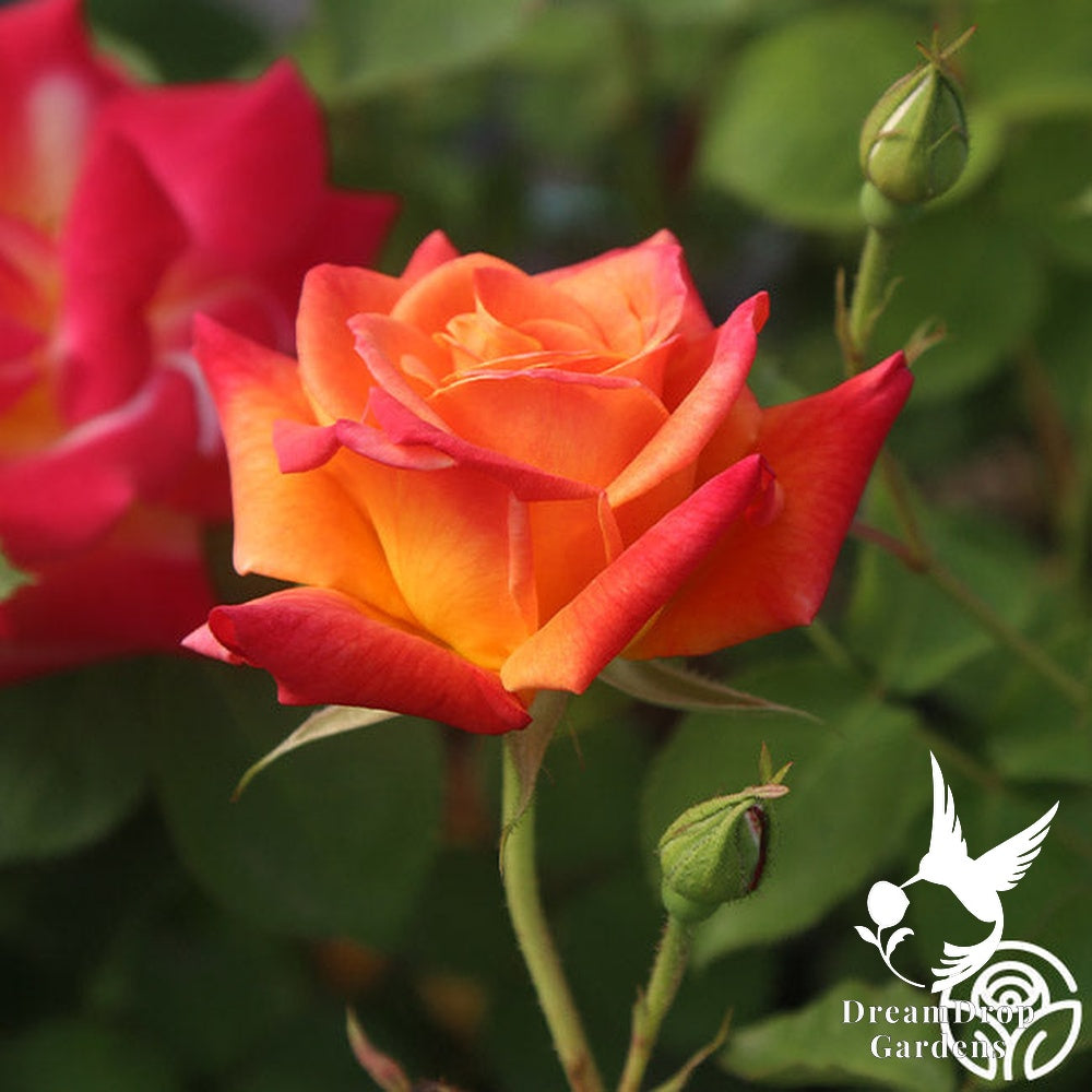 Rose - Joseph's Coat — DreamDrop Gardens photo 6