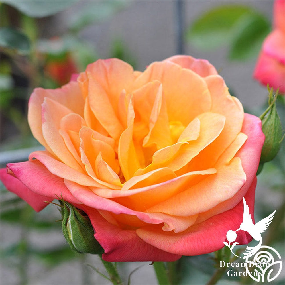 Rose - Joseph's Coat — DreamDrop Gardens photo 7