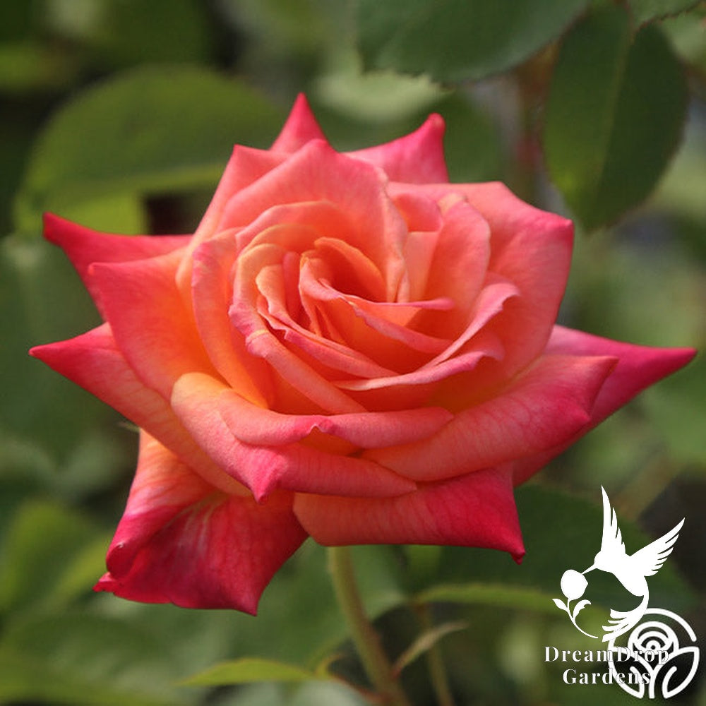 Rose - Joseph's Coat — DreamDrop Gardens photo 8