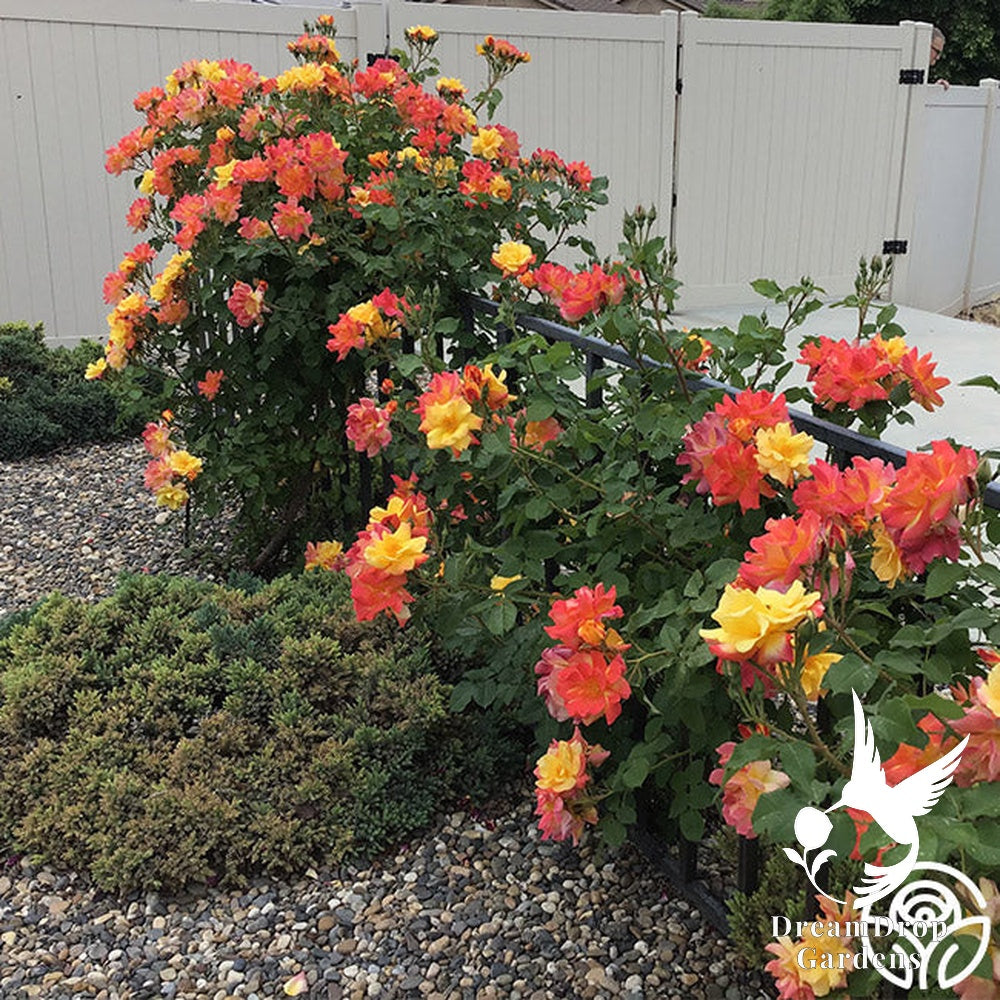 Rose - Joseph's Coat — DreamDrop Gardens photo 9