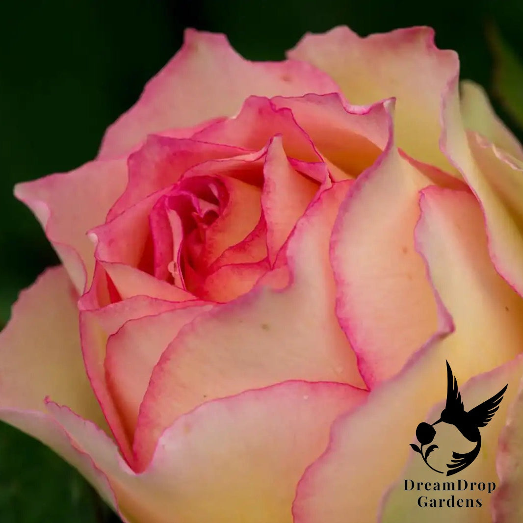 Rose - Euphoria — DreamDrop Gardens photo 1