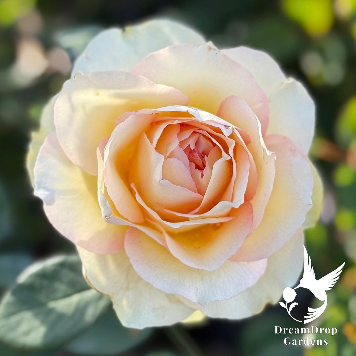Rose - Euphoria — DreamDrop Gardens photo 2