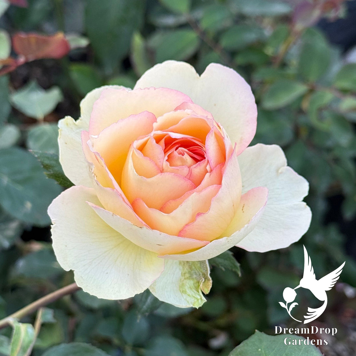 Rose - Euphoria — DreamDrop Gardens photo 3