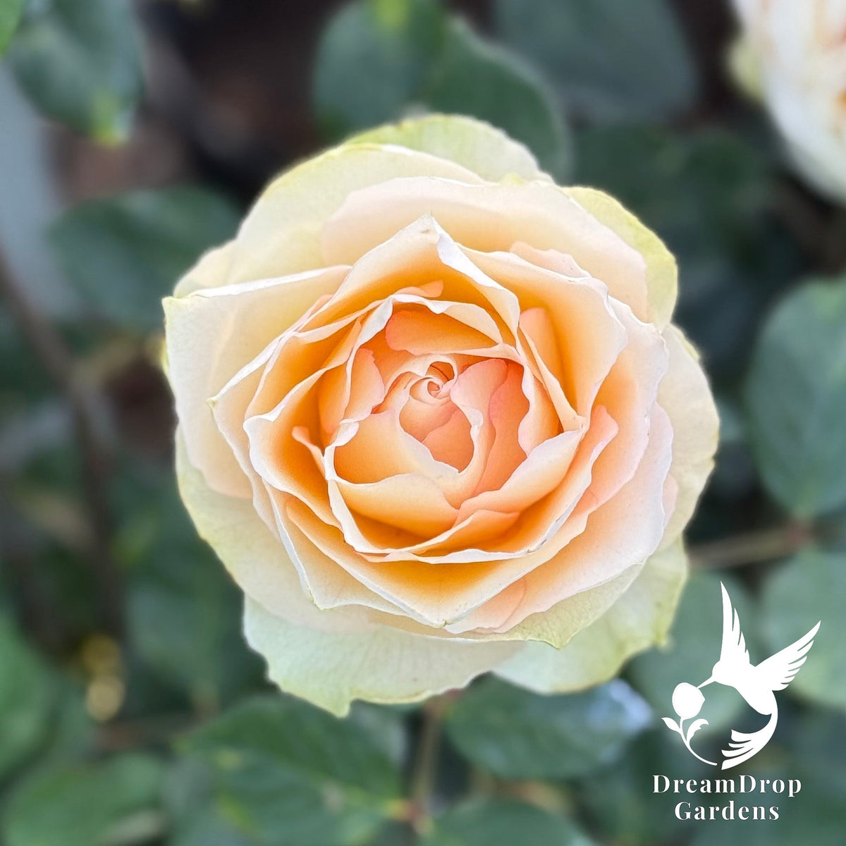 Rose - Euphoria — DreamDrop Gardens photo 4
