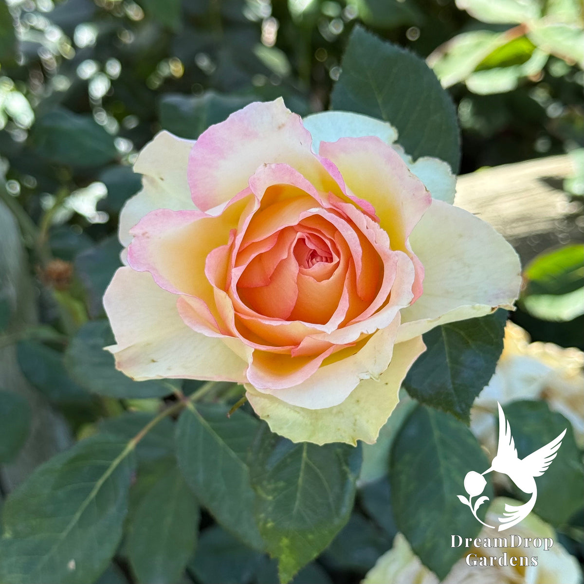 Rose - Euphoria — DreamDrop Gardens photo 5