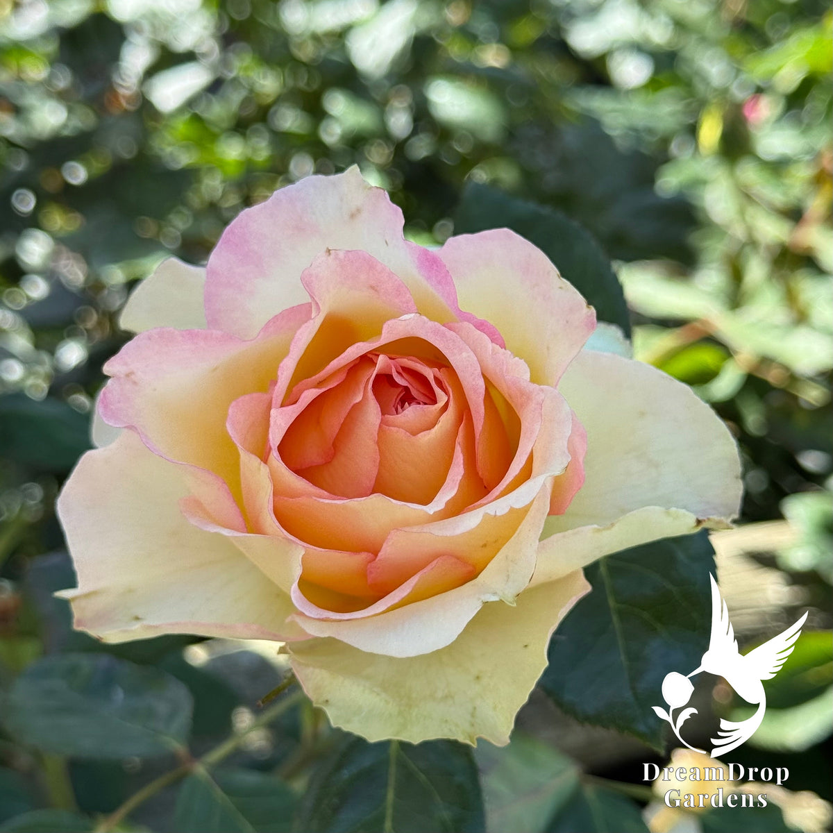 Rose - Euphoria — DreamDrop Gardens photo 6