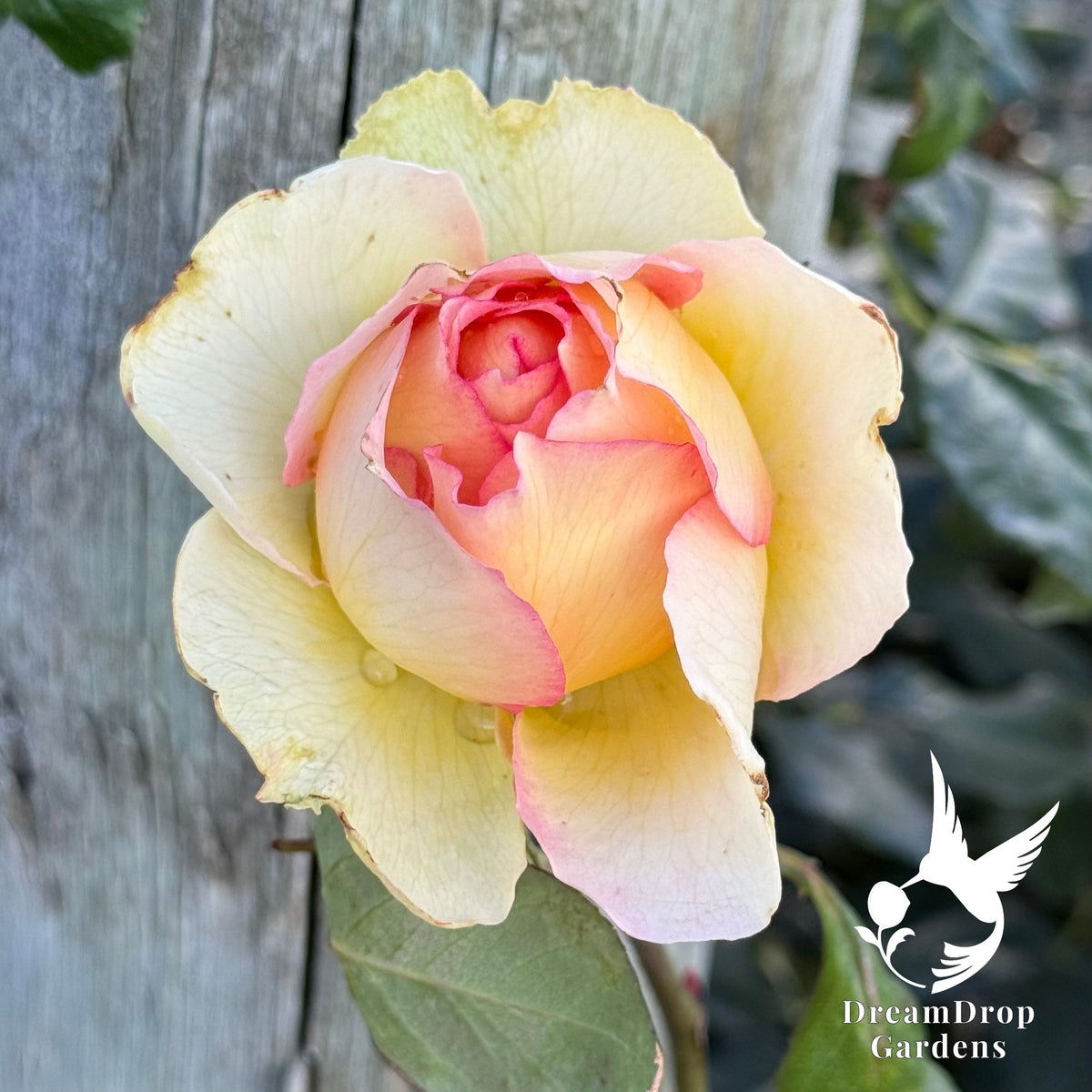 Rose - Euphoria — DreamDrop Gardens photo 7