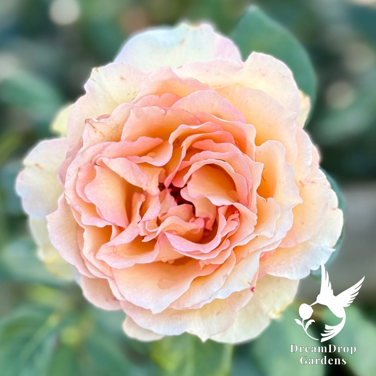Rose - Euphoria — DreamDrop Gardens photo 8