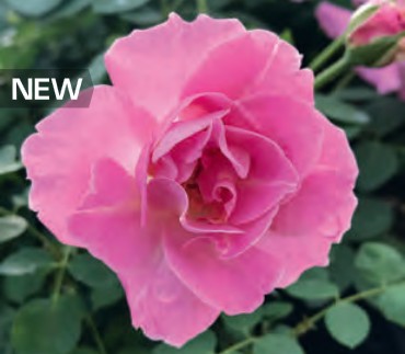 Rose - First Lady