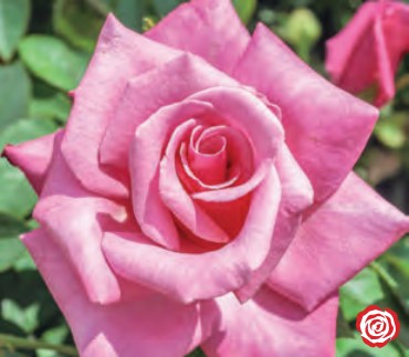 Rose - First Prize