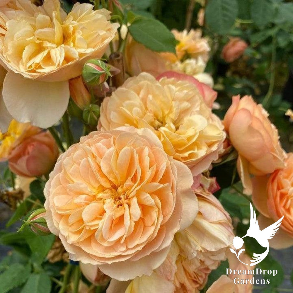 Rose - Proven Winners Flavorette Honey-Apricot — DreamDrop Gardens photo 1