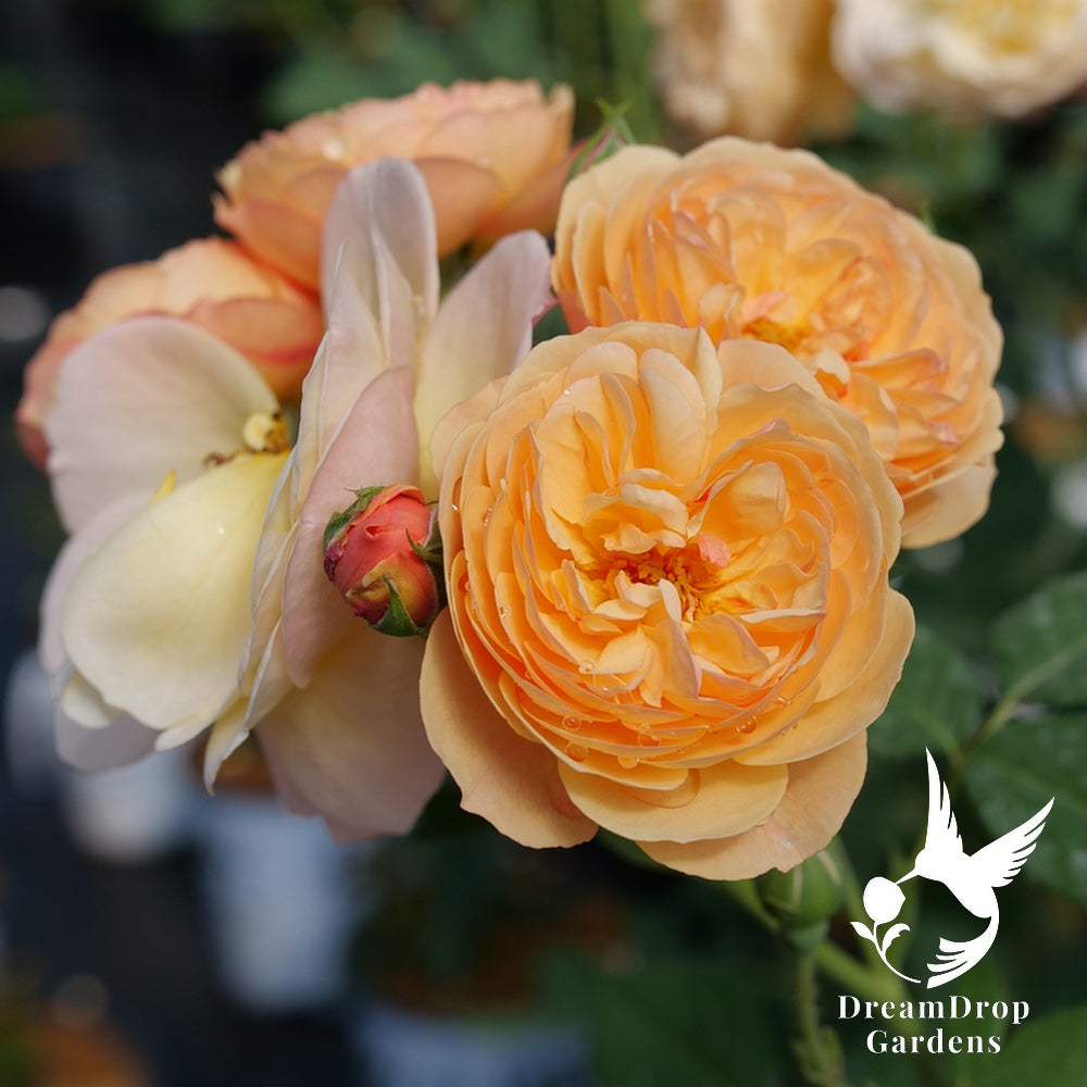 Rose - Proven Winners Flavorette Honey-Apricot — DreamDrop Gardens photo 2