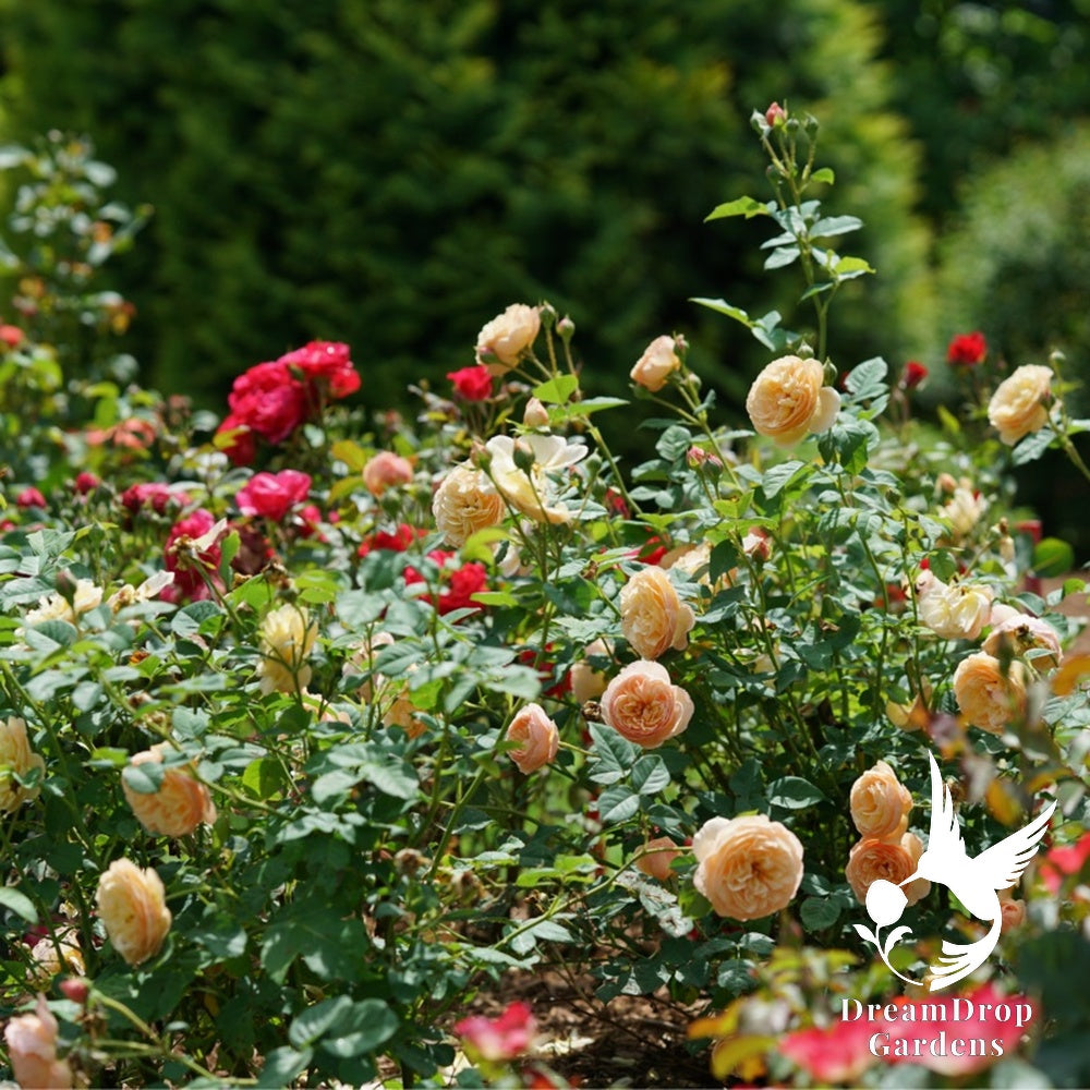 Rose - Proven Winners Flavorette Honey-Apricot — DreamDrop Gardens photo 3