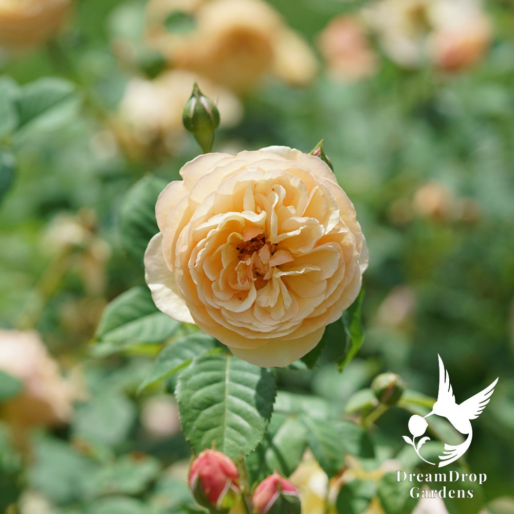 Rose - Proven Winners Flavorette Honey-Apricot — DreamDrop Gardens photo 4