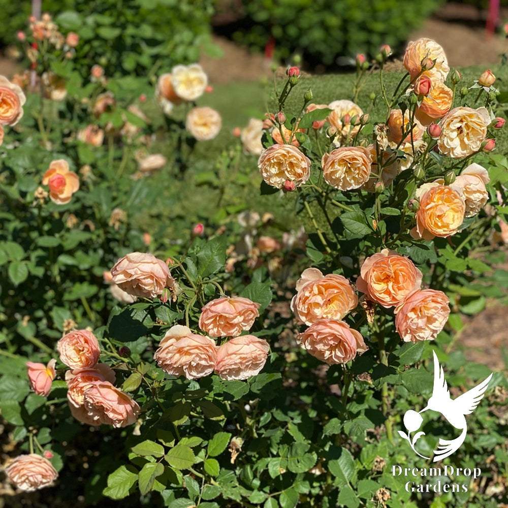 Rose - Proven Winners Flavorette Honey-Apricot — DreamDrop Gardens photo 5