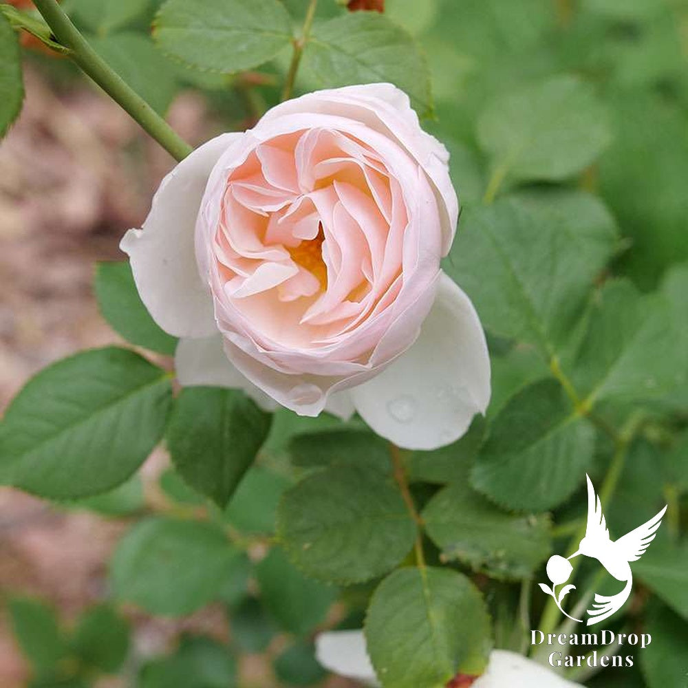 Rose - Proven Winners Flavorette Pear'd — DreamDrop Gardens photo 1