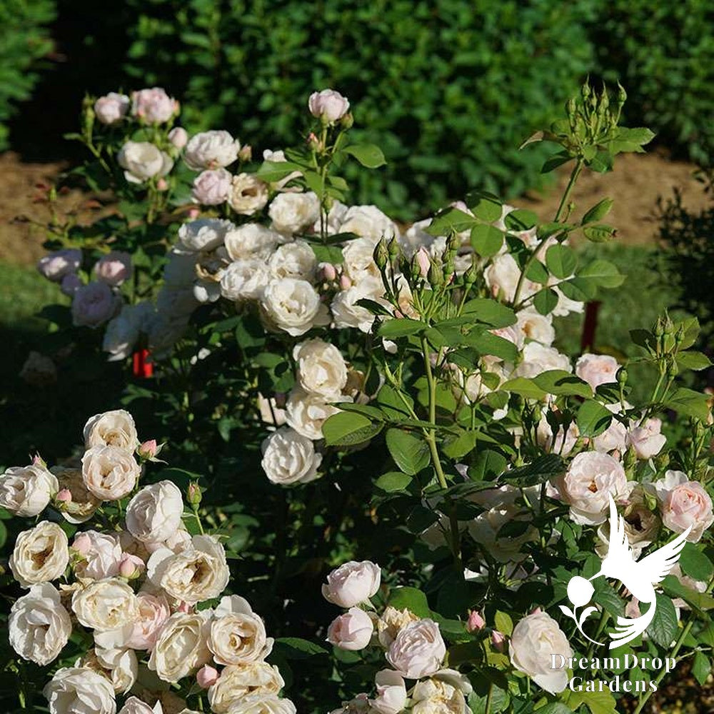 Rose - Proven Winners Flavorette Pear'd — DreamDrop Gardens photo 3