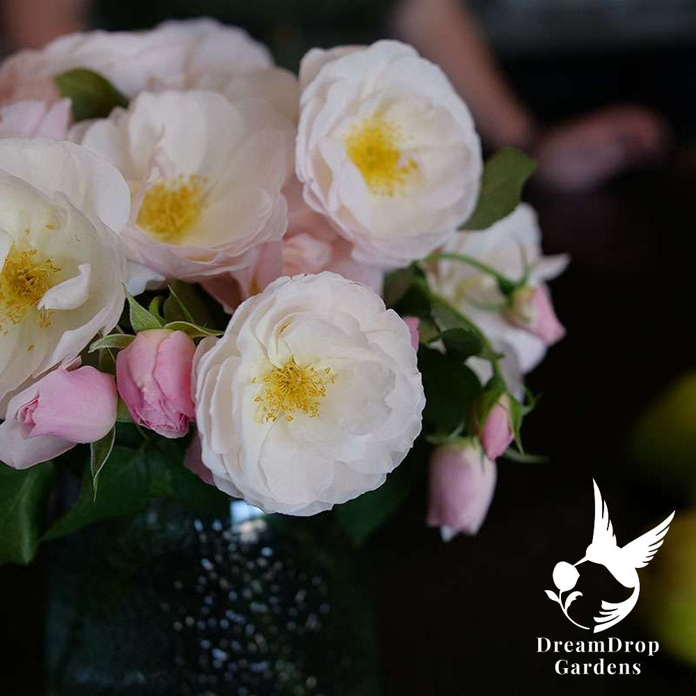 Rose - Proven Winners Flavorette Pear'd — DreamDrop Gardens photo 4