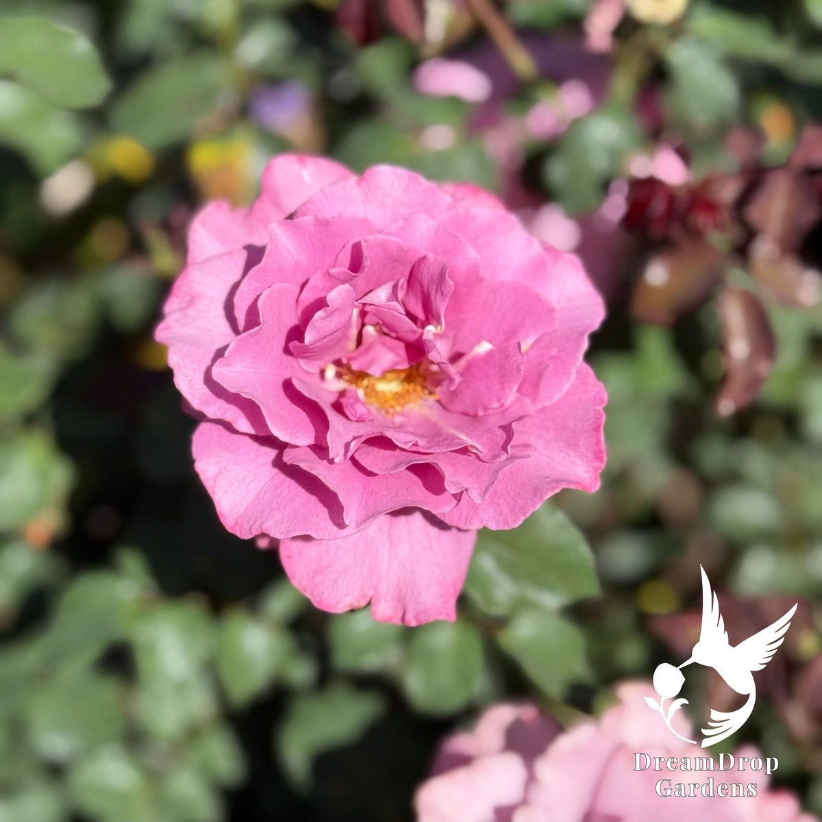 Rose - Angel Face — DreamDrop Gardens photo 10