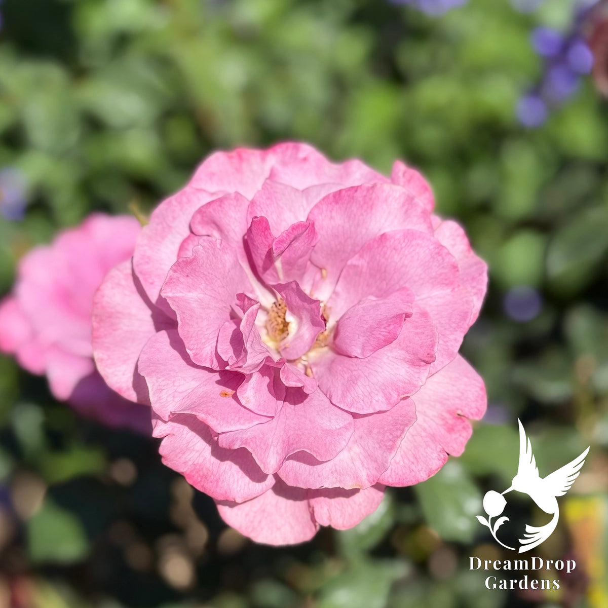 Rose - Angel Face — DreamDrop Gardens photo 11
