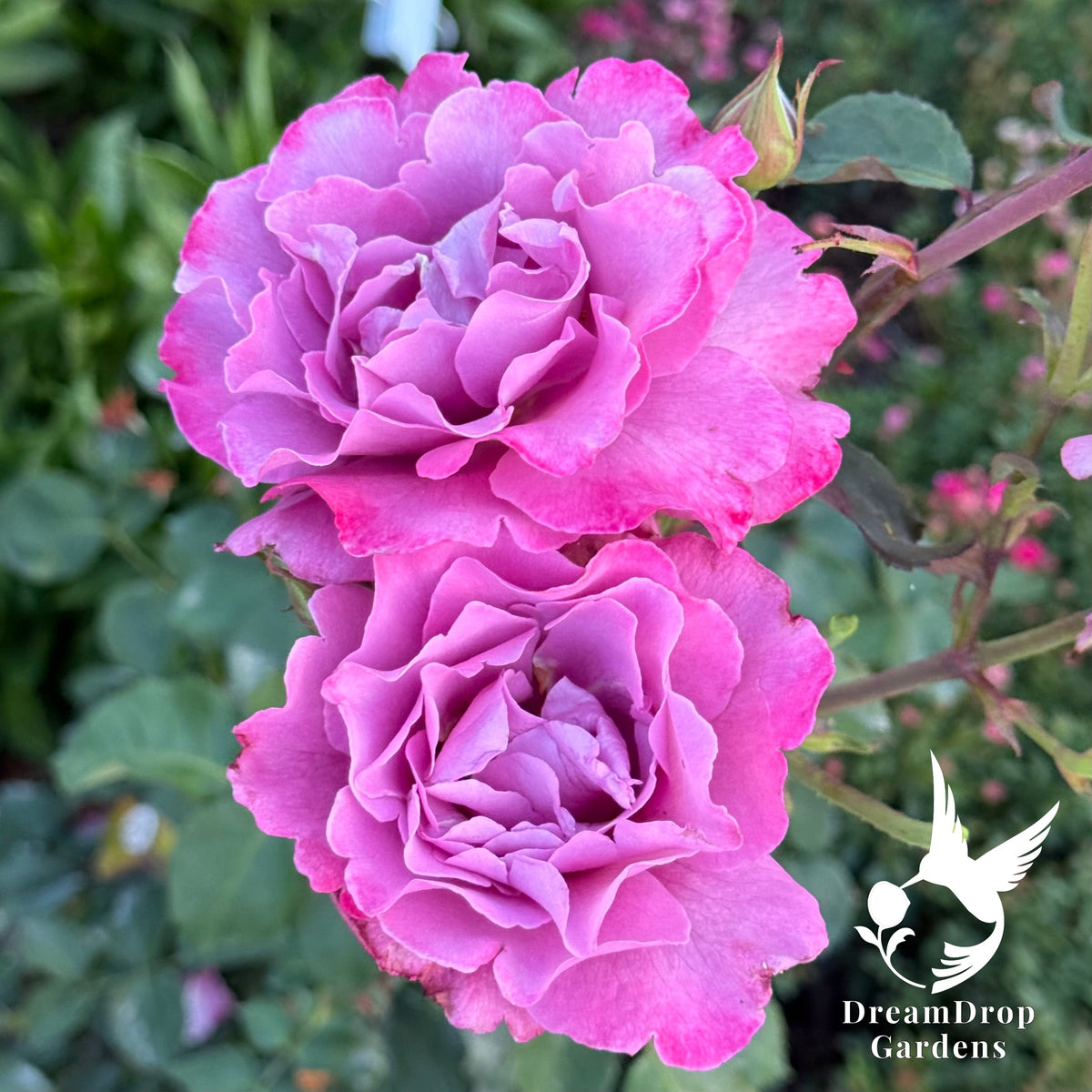 Rose - Angel Face — DreamDrop Gardens photo 12
