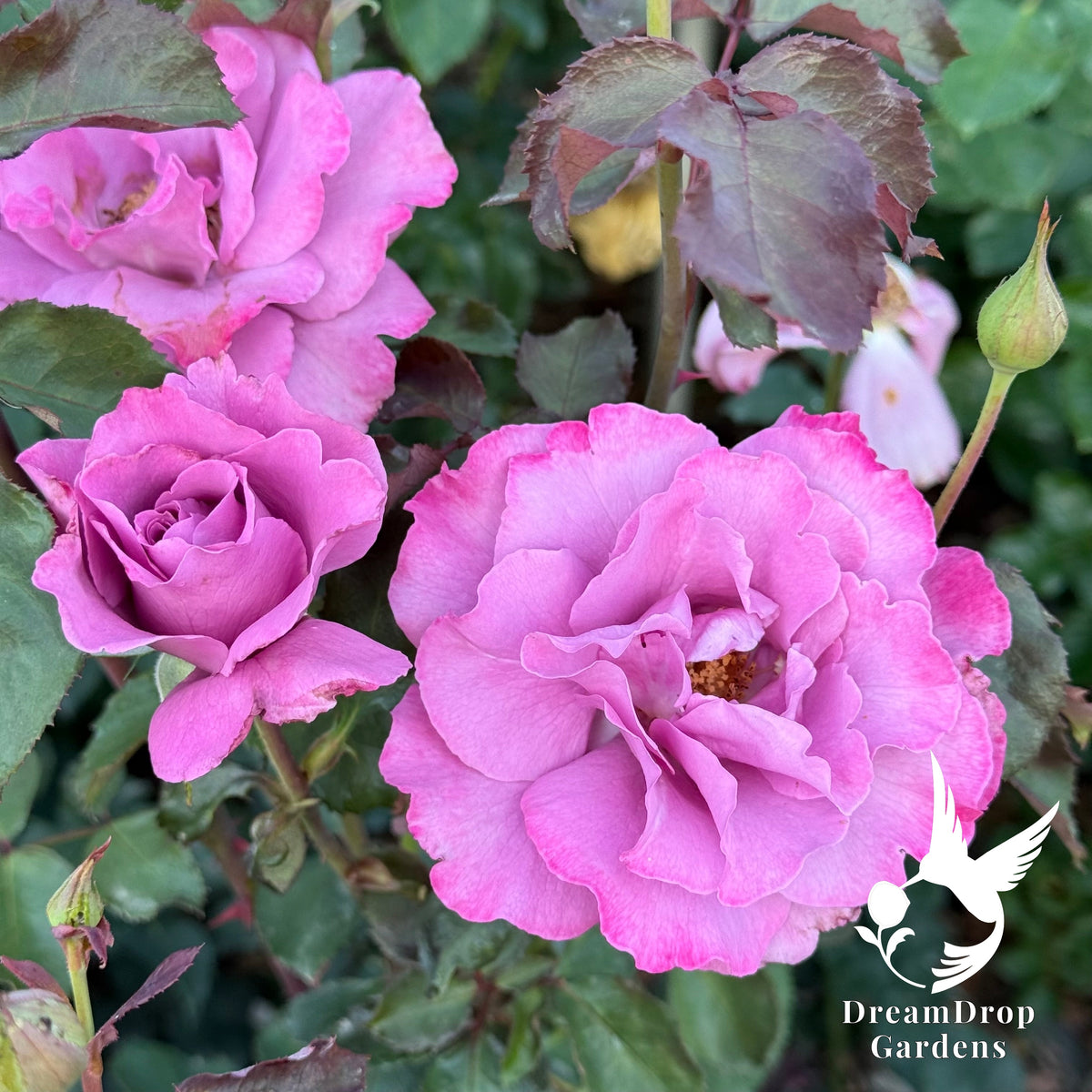 Rose - Angel Face — DreamDrop Gardens photo 13