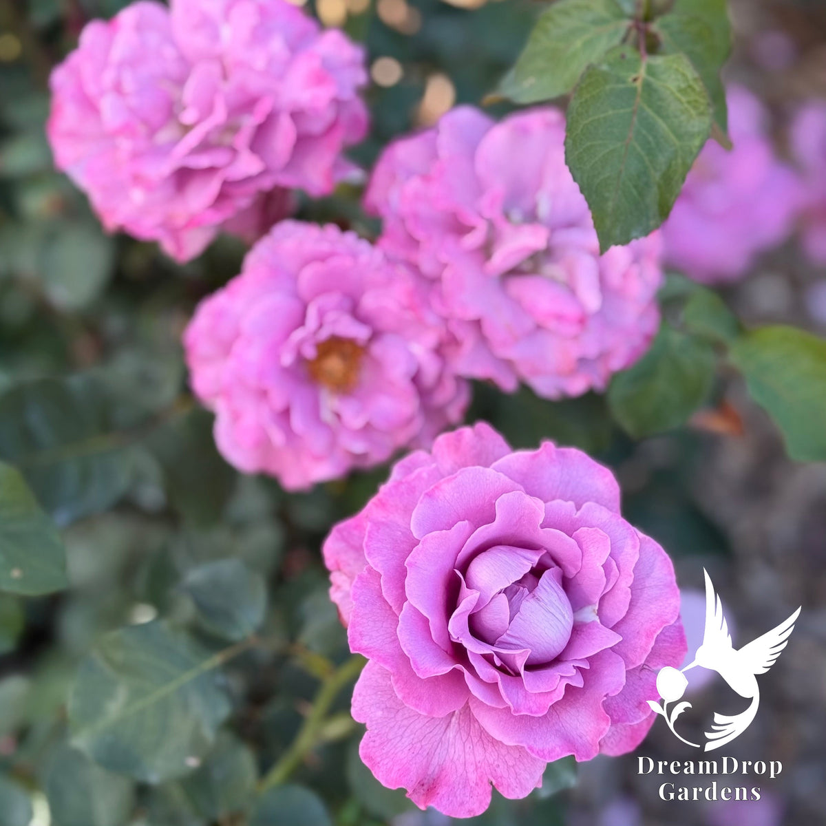 Rose - Angel Face — DreamDrop Gardens photo 15