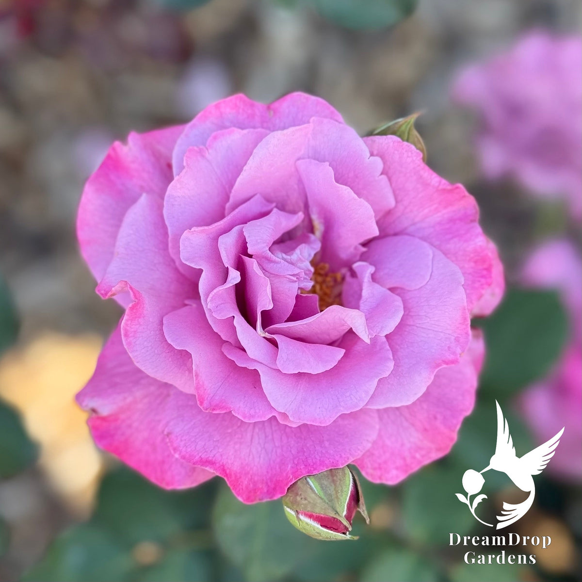 Rose - Angel Face — DreamDrop Gardens photo 16