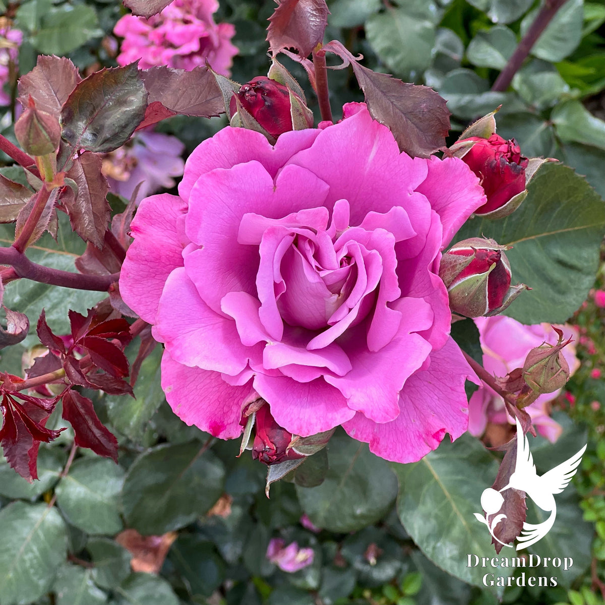 Rose - Angel Face — DreamDrop Gardens photo 17