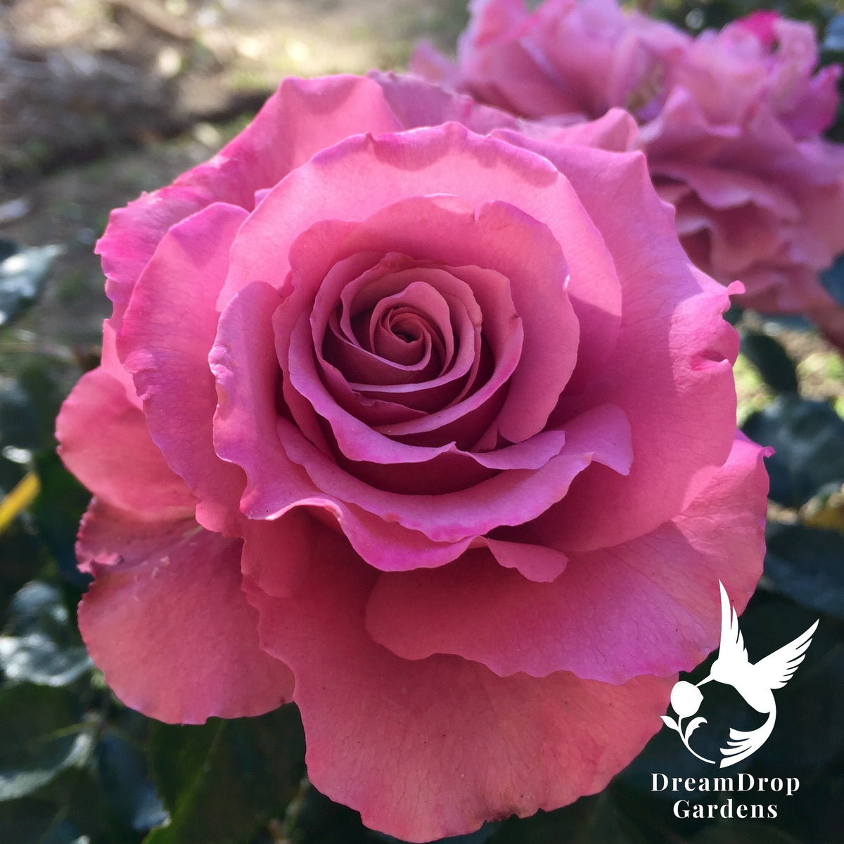 Rose - Angel Face — DreamDrop Gardens photo 18