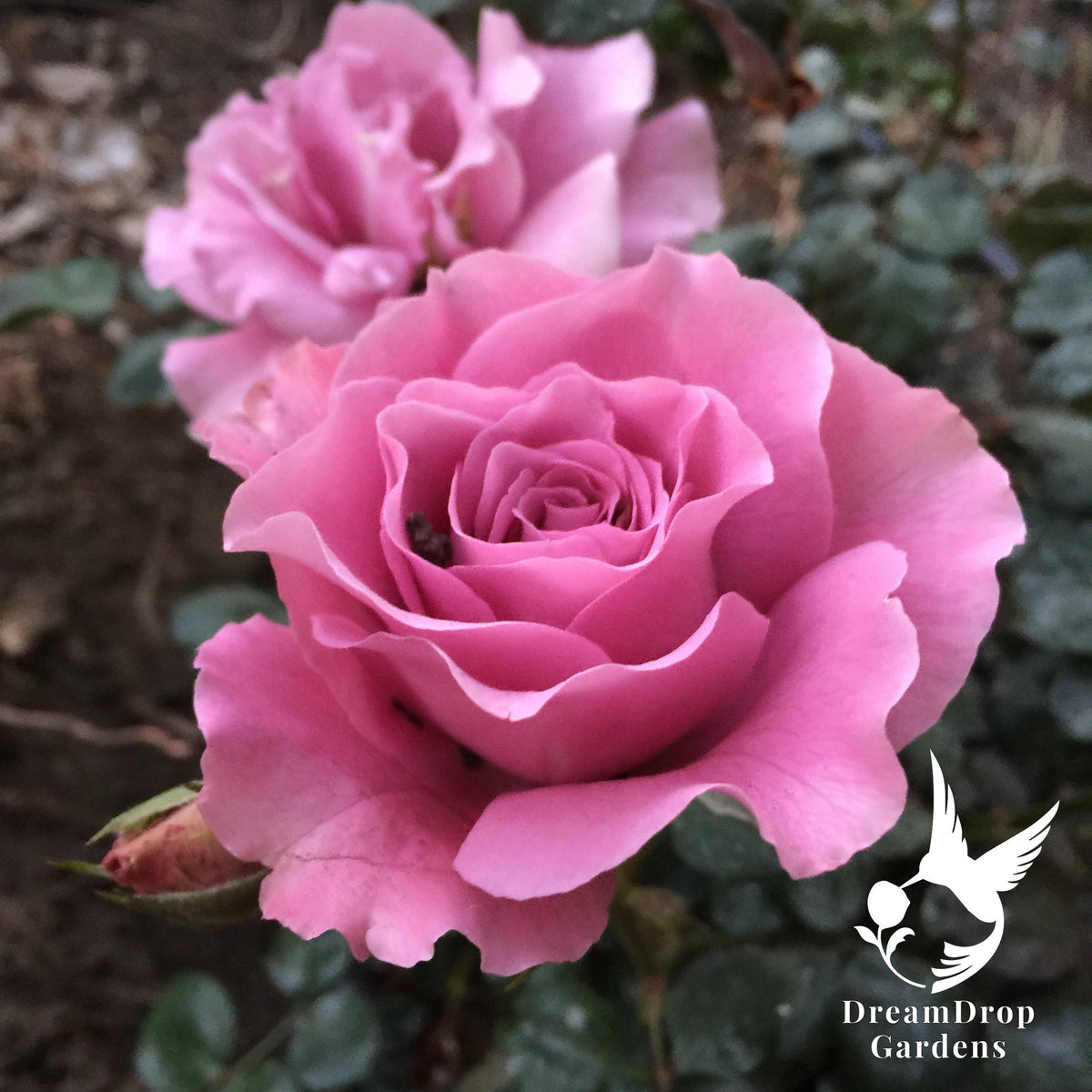 Rose - Angel Face — DreamDrop Gardens photo 19