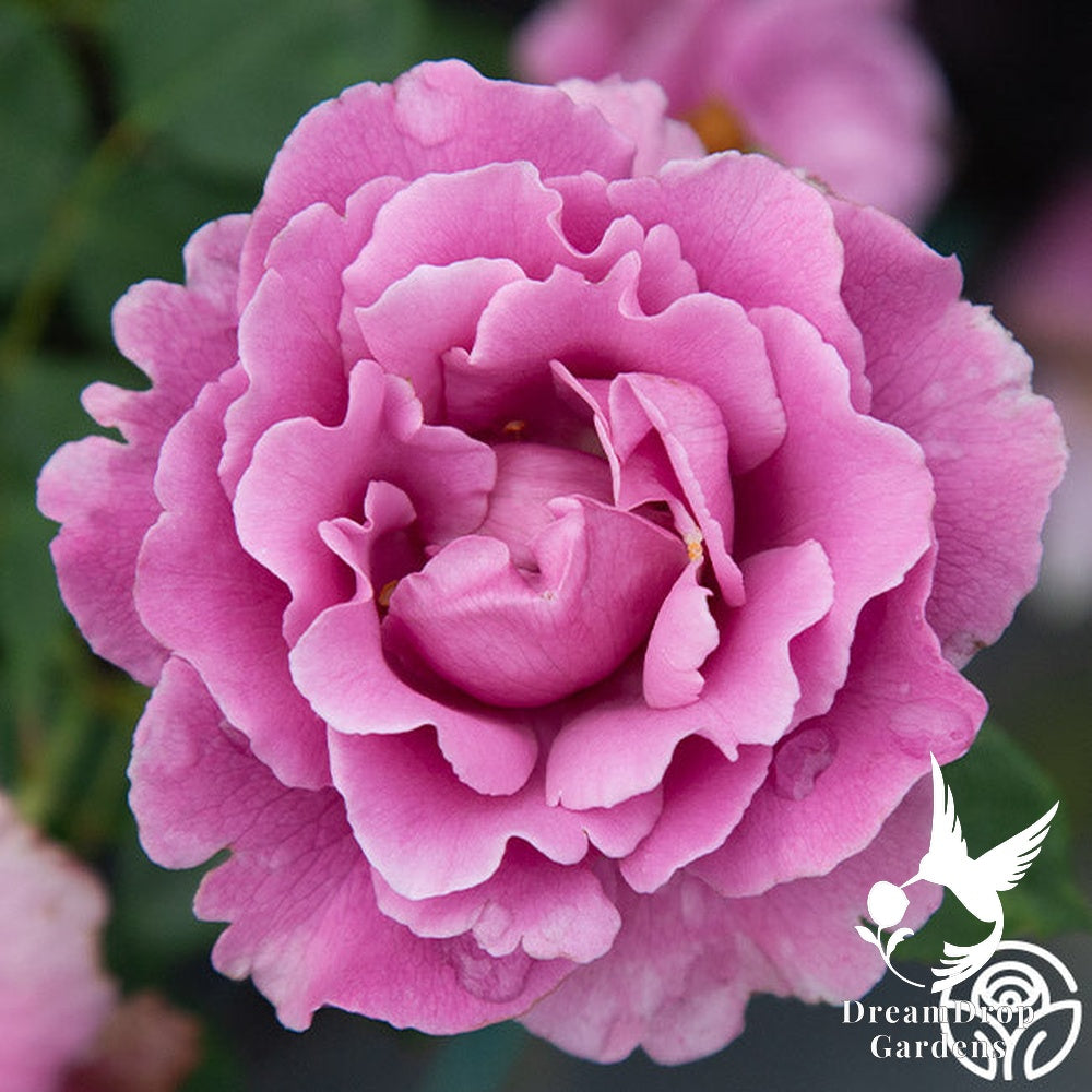 Rose - Angel Face — DreamDrop Gardens photo 22