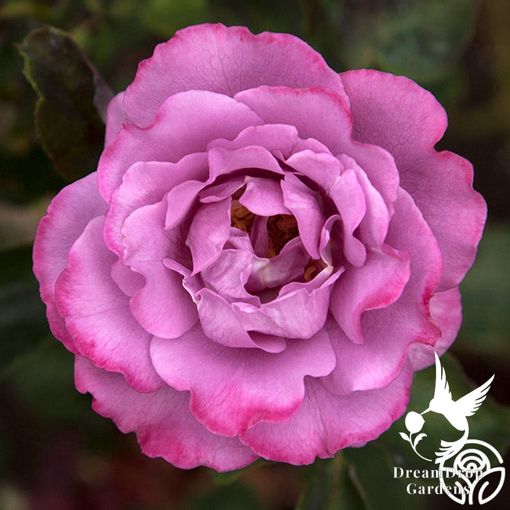 Rose - Angel Face — DreamDrop Gardens photo 23