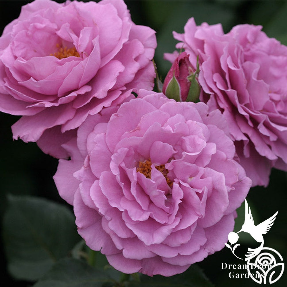 Rose - Angel Face — DreamDrop Gardens photo 24