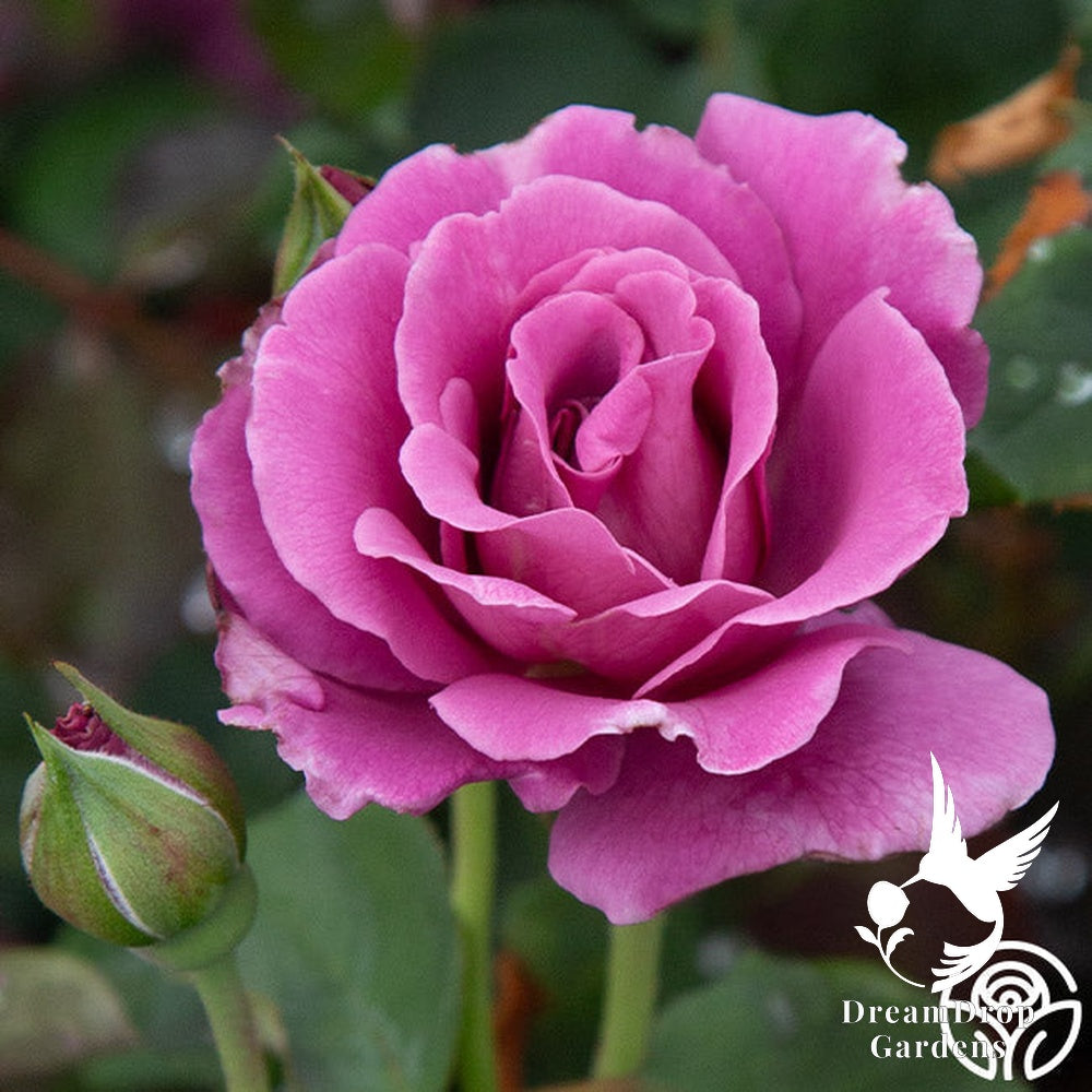 Rose - Angel Face — DreamDrop Gardens photo 25
