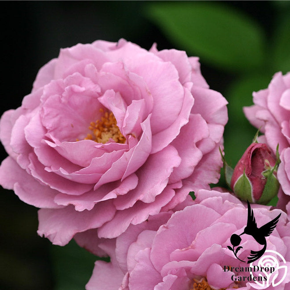 Rose - Angel Face — DreamDrop Gardens photo 26