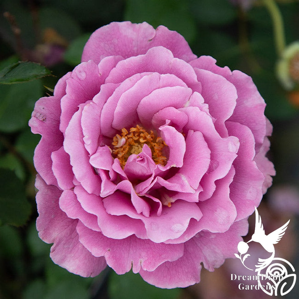 Rose - Angel Face — DreamDrop Gardens photo 27