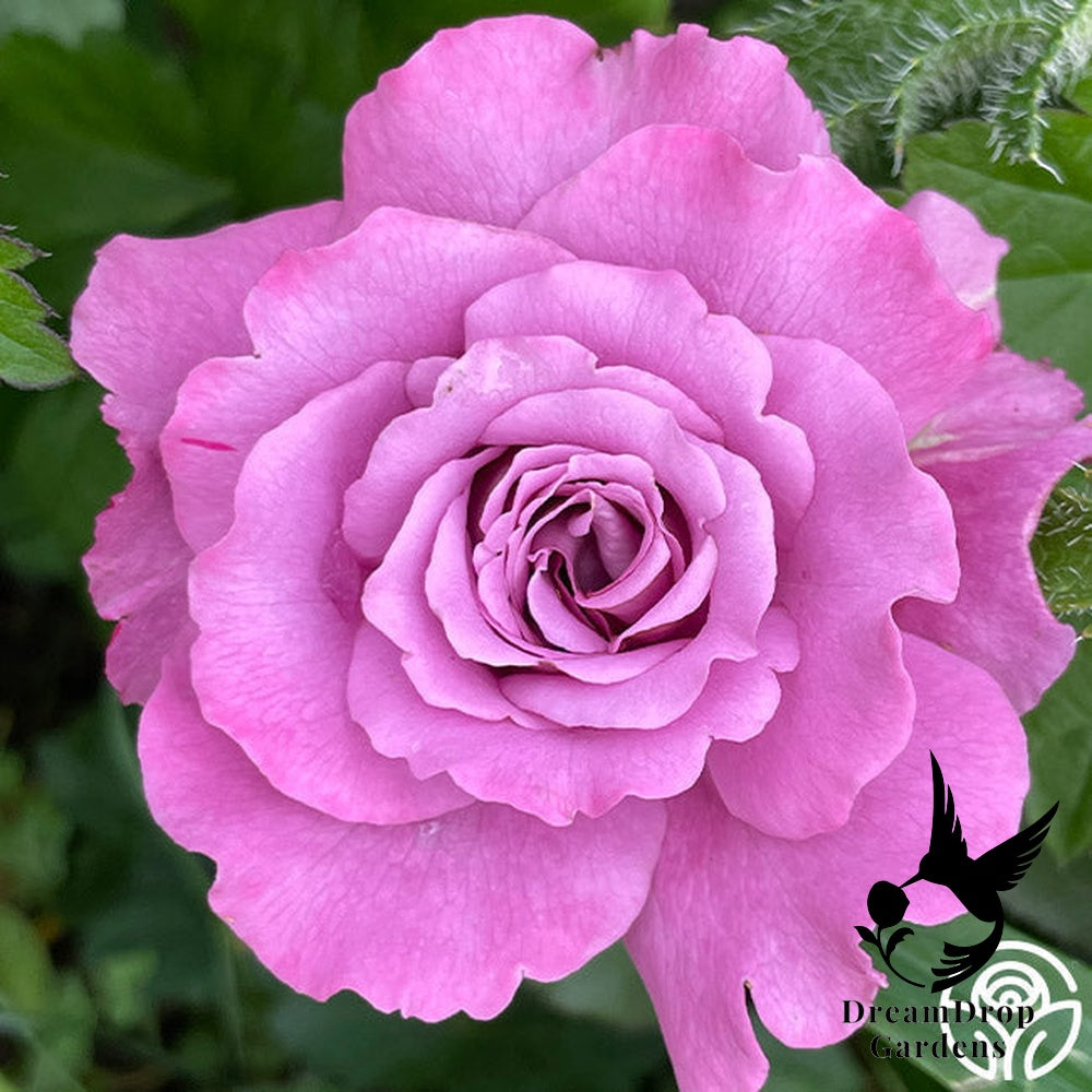 Rose - Angel Face — DreamDrop Gardens photo 28