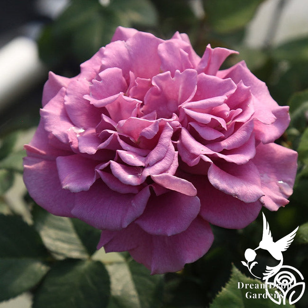 Rose - Angel Face — DreamDrop Gardens photo 29