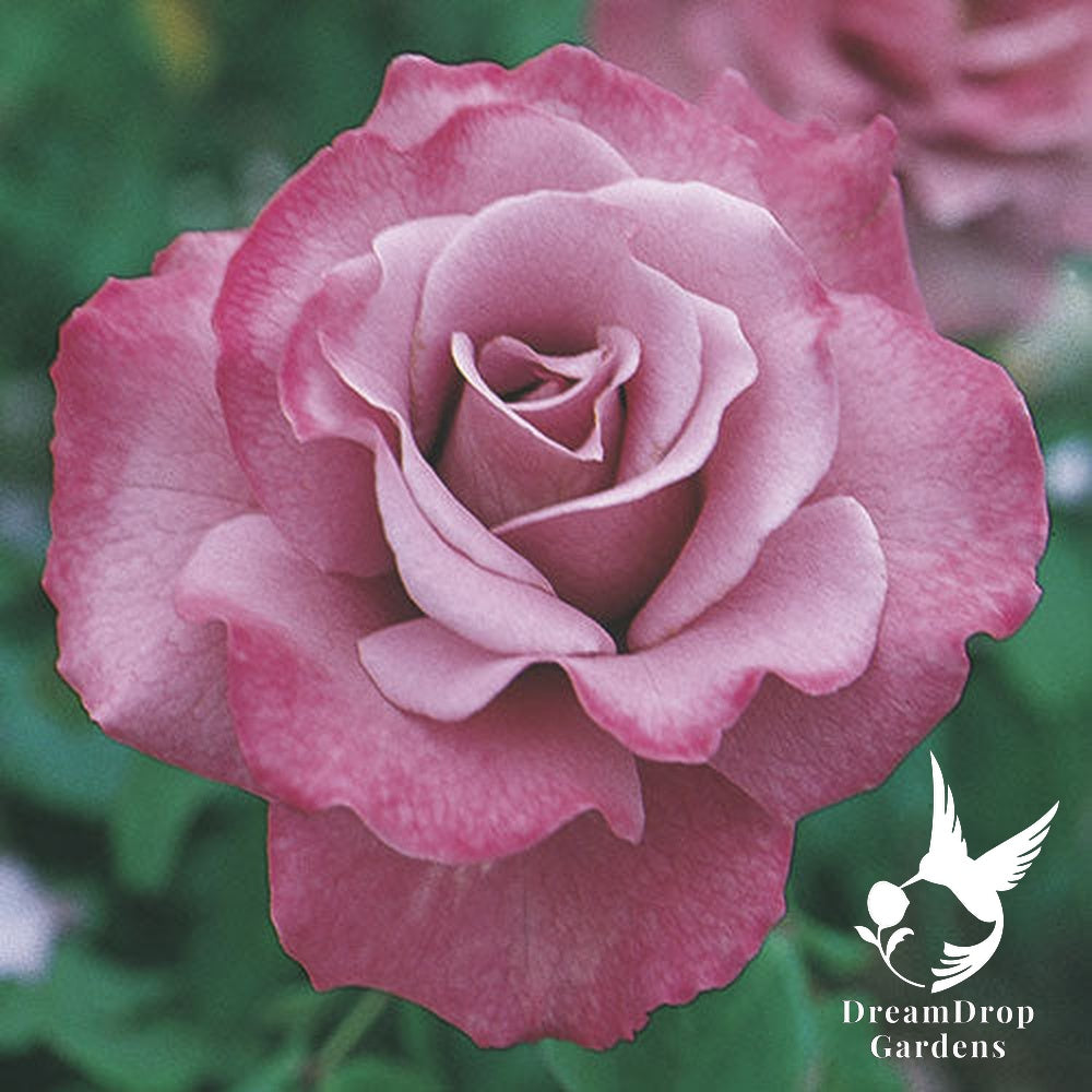 Rose - Angel Face — DreamDrop Gardens photo 2