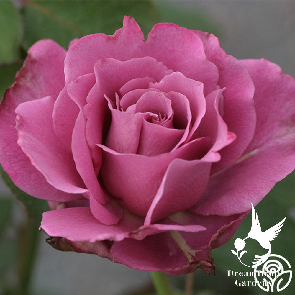 Rose - Angel Face — DreamDrop Gardens photo 30
