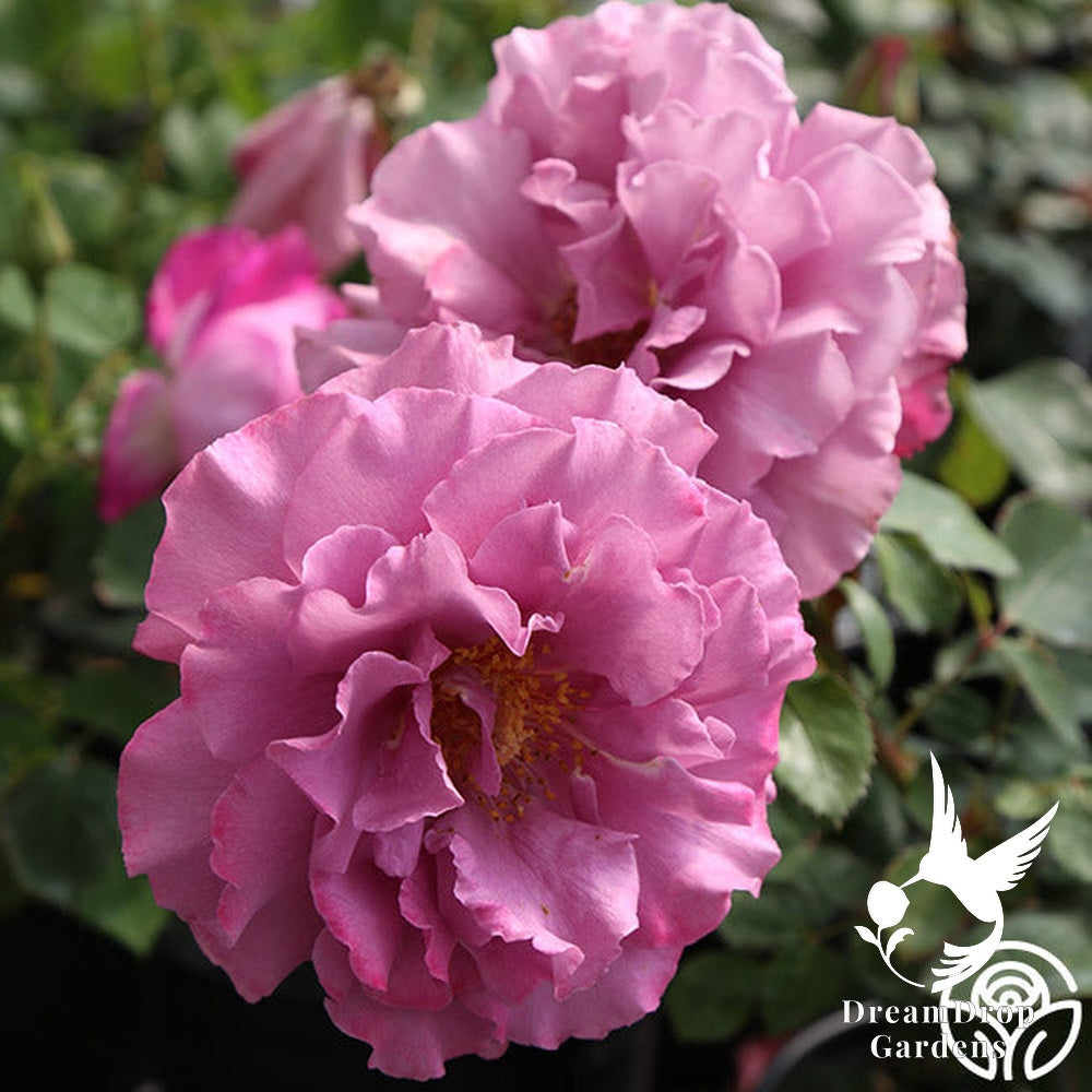 Rose - Angel Face — DreamDrop Gardens photo 31