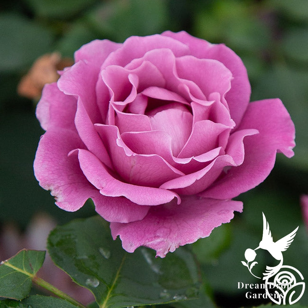 Rose - Angel Face — DreamDrop Gardens photo 32