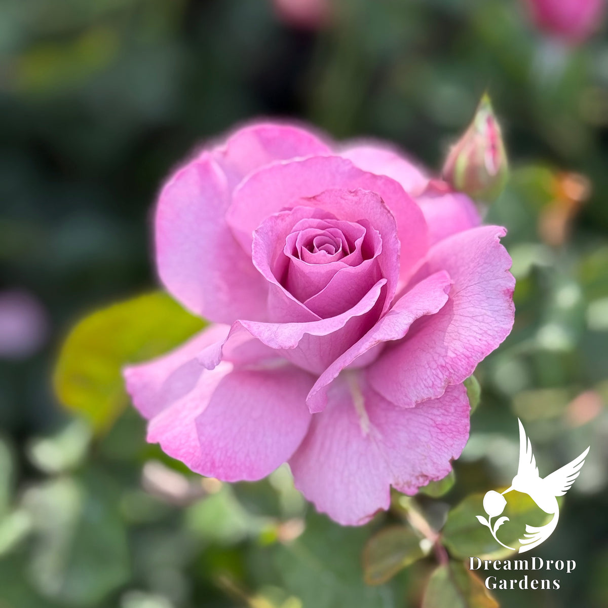Rose - Angel Face — DreamDrop Gardens photo 3