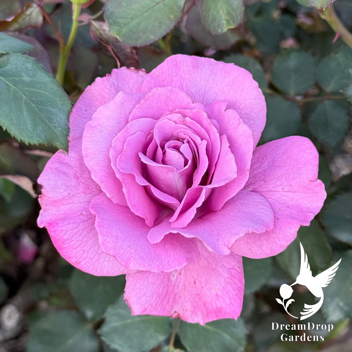Rose - Angel Face — DreamDrop Gardens photo 4