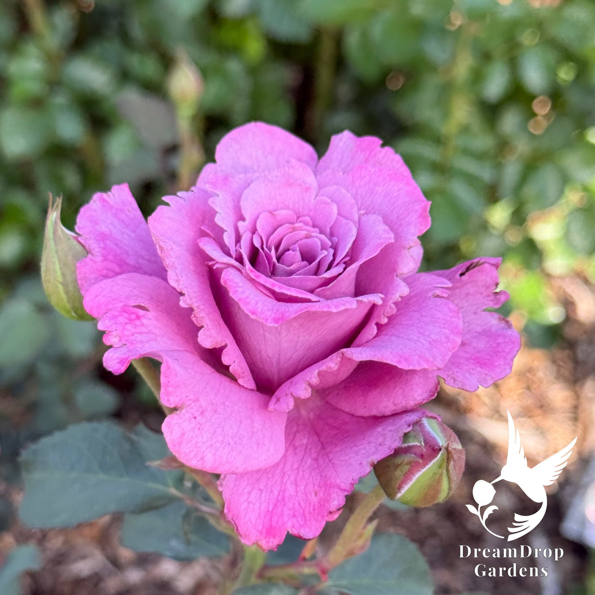 Rose - Angel Face — DreamDrop Gardens photo 7